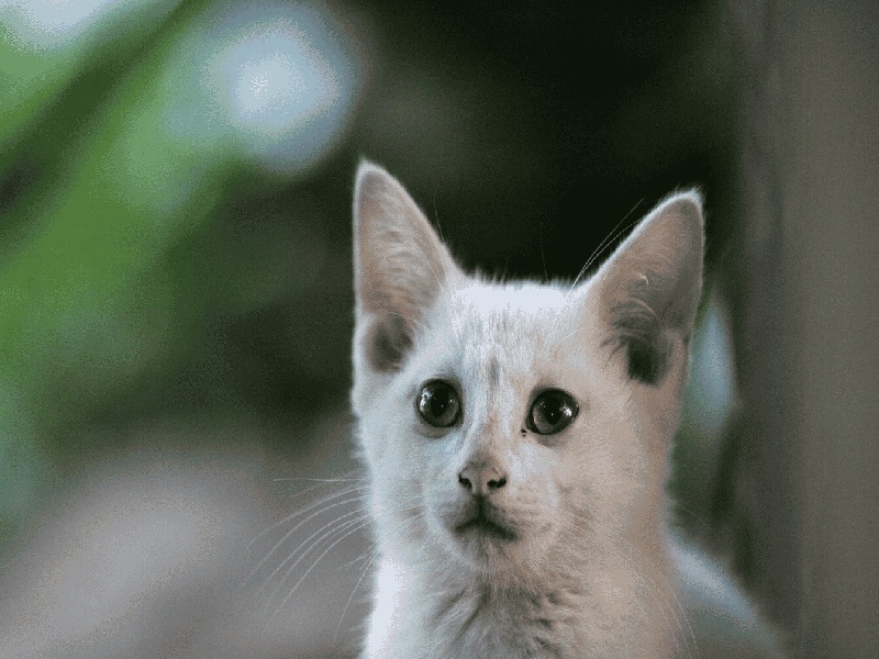 试管怀孕肠道发炎胃可以试管代替试管怀上又流了